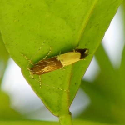 Labdia deliciosella (A Cosmet moth) at Braemar, NSW - 11 Jan 2024 by Curiosity