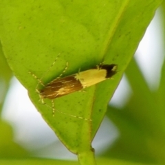 Labdia deliciosella (A Cosmet moth) at Wingecarribee Local Government Area - 11 Jan 2024 by Curiosity