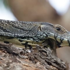 Varanus varius (Lace Monitor) at Michelago, NSW - 7 Jan 2024 by Illilanga