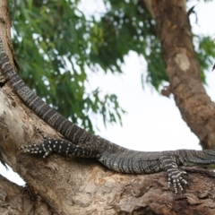 Varanus varius at Illilanga & Baroona - 7 Jan 2024