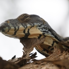 Varanus varius at Illilanga & Baroona - 7 Jan 2024