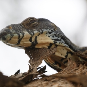 Varanus varius at Illilanga & Baroona - 7 Jan 2024