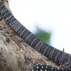 Varanus varius at Illilanga & Baroona - 7 Jan 2024