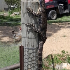 Varanus varius at Illilanga & Baroona - suppressed