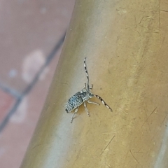 Ancita sp. (genus) (Longicorn or longhorn beetle) at Greenway, ACT - 12 Jan 2024 by GirtsO