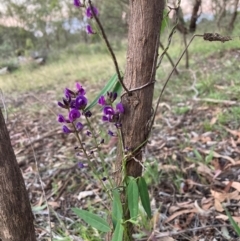 Glycine tabacina (Variable Glycine) at Mount Majura - 11 Jan 2024 by waltraud