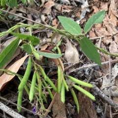 Glycine tabacina at Mount Majura - 11 Jan 2024 08:24 PM