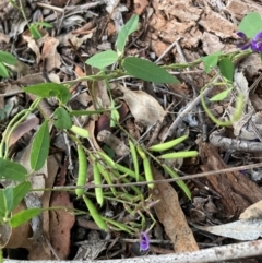 Glycine tabacina at Mount Majura - 11 Jan 2024 08:24 PM