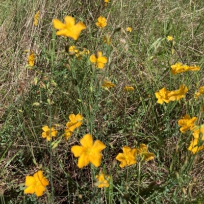 Hypericum gramineum (Small St Johns Wort) at Mount Majura - 11 Jan 2024 by waltraud