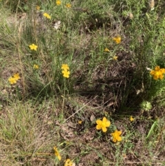 Hypericum gramineum at Mount Majura - 12 Jan 2024