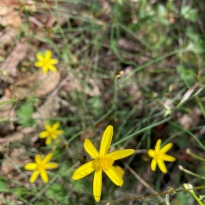 Tricoryne elatior (Yellow Rush Lily) at Mount Majura - 12 Jan 2024 by waltraud