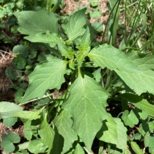 Chenopodium album at Mount Majura - 12 Jan 2024