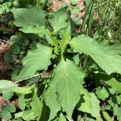 Chenopodium album (Fat Hen) at Watson, ACT - 12 Jan 2024 by waltraud