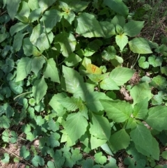 Chenopodium album at Mount Majura - 12 Jan 2024