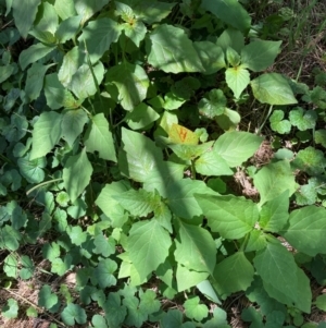 Chenopodium album at Mount Majura - 12 Jan 2024