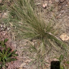 Nassella trichotoma (Serrated Tussock) at Watson, ACT - 12 Jan 2024 by waltraud