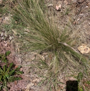 Nassella trichotoma at Mount Majura - 12 Jan 2024