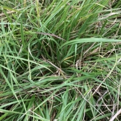 Nassella neesiana (Chilean Needlegrass) at The Fair, Watson - 5 Jan 2024 by waltraud