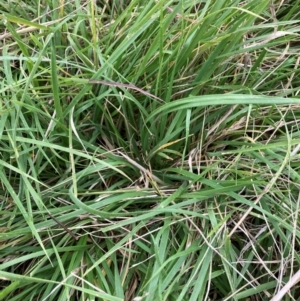 Nassella neesiana at Mount Majura - 5 Jan 2024