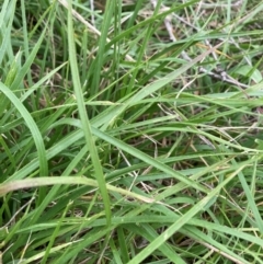 Nassella neesiana at Mount Majura - 5 Jan 2024