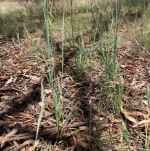 Avena sp. at Mount Majura - 12 Jan 2024 12:21 PM