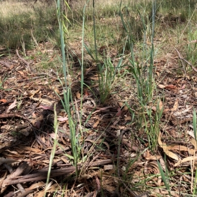 Avena (genus) (Wild Oats) at Watson, ACT - 12 Jan 2024 by waltraud