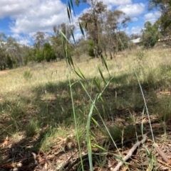 Avena sp. at Mount Majura - 12 Jan 2024 12:21 PM