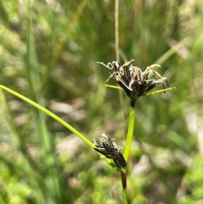 Schoenus apogon (Common Bog Sedge) at The Tops at Nurenmerenmong - 11 Jan 2024 by JaneR