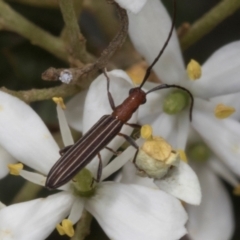 Syllitus microps (Longicorn or Longhorn beetle) at Hawker, ACT - 11 Jan 2024 by AlisonMilton