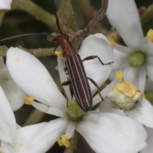 Syllitus microps at Pinnacle NR (PIN) - 12 Jan 2024