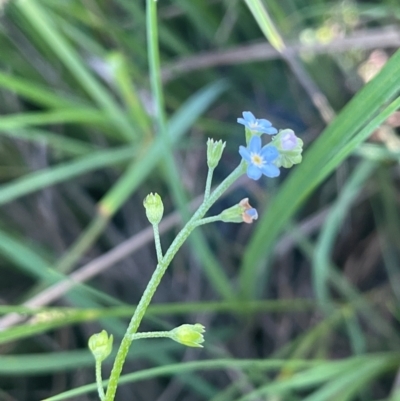 Myosotis laxa subsp. caespitosa (Water Forget-me-not) at Nurenmerenmong, NSW - 11 Jan 2024 by JaneR