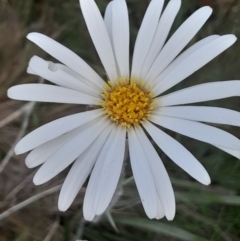 Celmisia tomentella (Common Snow Daisy) at Namadgi National Park - 12 Jan 2024 by Venture