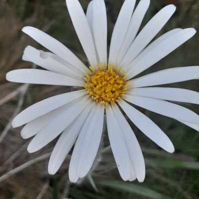 Celmisia tomentella (Common Snow Daisy) at Bimberi, ACT - 12 Jan 2024 by Venture