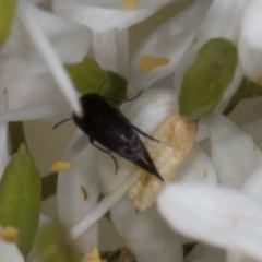 Mordella sp. (genus) (Pintail or tumbling flower beetle) at Pinnacle NR (PIN) - 11 Jan 2024 by AlisonMilton
