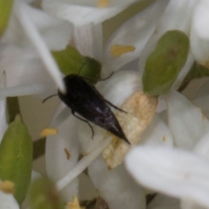 Mordella sp. (genus) at Pinnacle NR (PIN) - 12 Jan 2024 10:54 AM