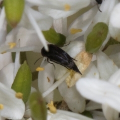 Mordella sp. (genus) at Pinnacle NR (PIN) - 12 Jan 2024 10:54 AM