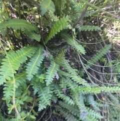 Blechnum penna-marina (Alpine Water Fern) at The Tops at Nurenmerenmong - 12 Jan 2024 by JaneR