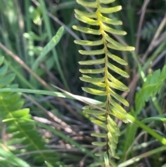 Blechnum penna-marina at The Tops at Nurenmerenmong - 12 Jan 2024 10:05 AM