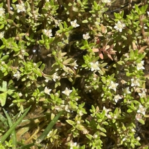 Crassula helmsii at Nurenmerenmong, NSW - 12 Jan 2024