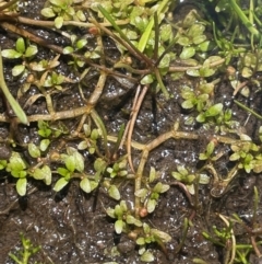 Elatine gratioloides (Waterwort) at Nurenmerenmong, NSW - 12 Jan 2024 by JaneR