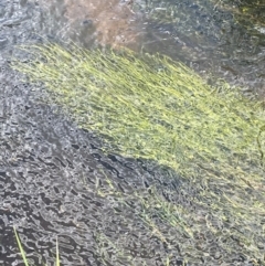 Isolepis fluitans (Floating Club-rush) at Nurenmerenmong, NSW - 11 Jan 2024 by JaneR