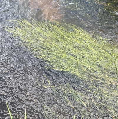 Isolepis fluitans (Floating Club-rush) at Nurenmerenmong, NSW - 11 Jan 2024 by JaneR