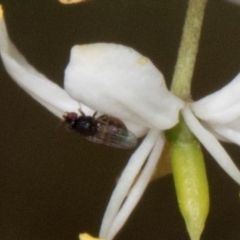 Melanina sp. (genus) (Lauxaniid fly) at The Pinnacle - 11 Jan 2024 by AlisonMilton