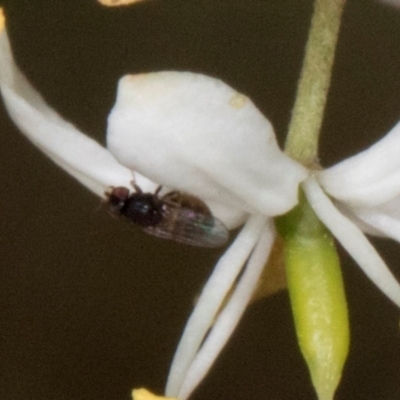 Melanina sp. (genus) (Lauxaniid fly) at Pinnacle NR (PIN) - 12 Jan 2024 by AlisonMilton