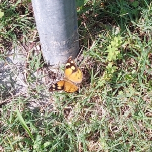 Heteronympha merope at Kambah, ACT - 13 Jan 2024