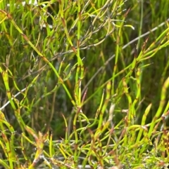 Empodisma minus (Spreading Rope-rush) at Nurenmerenmong, NSW - 11 Jan 2024 by JaneR