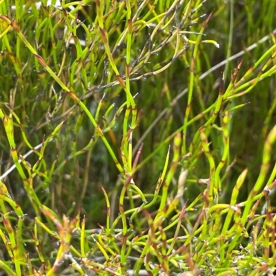 Empodisma minus (Spreading Rope-rush) at Nurenmerenmong, NSW - 11 Jan 2024 by JaneR