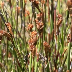 Baloskion australe (Mountain Cordrush) at Nurenmerenmong, NSW - 11 Jan 2024 by JaneR