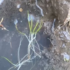 Lilaeopsis polyantha at Bago State Forest - 11 Jan 2024 08:52 AM