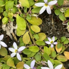 Lobelia pedunculata (Matted Pratia) at Broken Dam, NSW - 10 Jan 2024 by JaneR